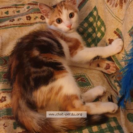 Photo 1/1 POSSUM Chat lost in Gerardmer