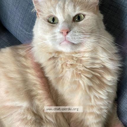 Photo 1/1 Doug Chat lost in Plougastel