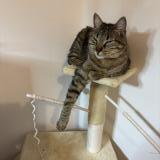 Picture of cat lost at Villeurbanne