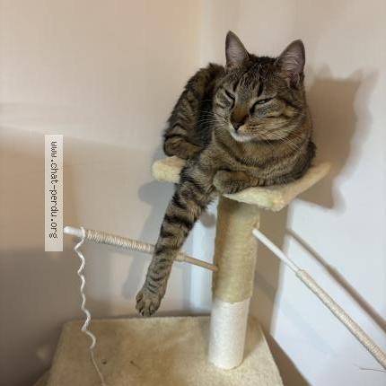 Photo 1/1 Pepito Chat lost in Villeurbanne