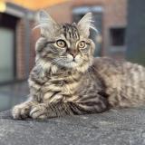 Picture of cat lost at Roubaix