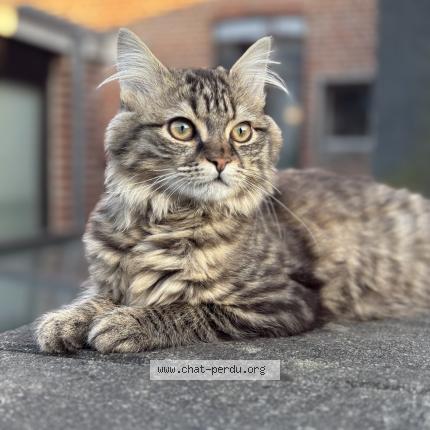 Photo 1/1 Azur Chat lost in Roubaix