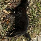 Picture of cat found at Montpellier