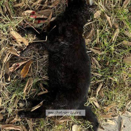 Photo 1/1 Found cat Found in Montpellier