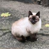 Picture of cat found at Renaze