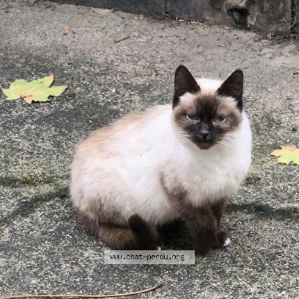 Photo 1/1 Found cat Found in Renaze