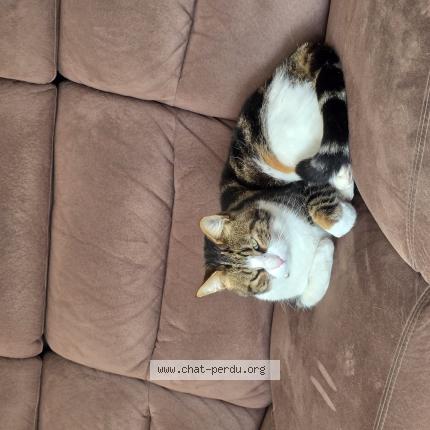 Photo 1/1 Yuzu Chat lost in Oudon