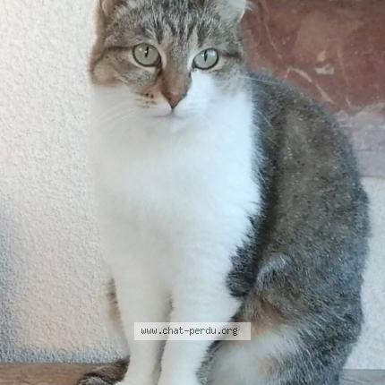 Photo 1/1 Duchesse Chat lost in St eloy les mines