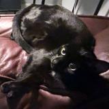 Picture of cat lost at Joue Les Tours