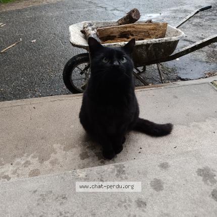 Photo 1/1 Found cat Found in Paulmy