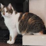 Picture of cat lost at Valence