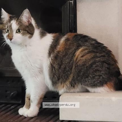 Photo 1/1 Yoko Chat lost in Valence