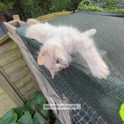 Photo 1/1 Ninou Chat lost in Surzur