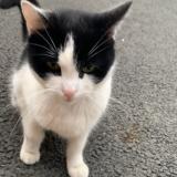 Picture of cat found at Roubaix