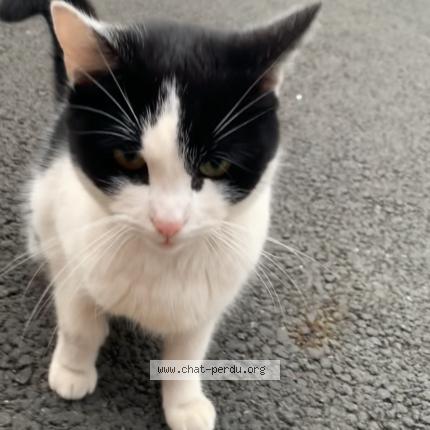 Photo 1/1 Found cat Found in Roubaix