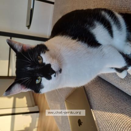 Foto van vermiste kat in Aywaille