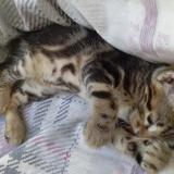 Picture of cat lost at Venissieux