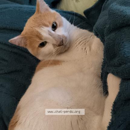 Foto 1/1 Kat teruggevonden Vermist in Verviers