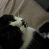 Picture of cat lost at Bordeaux