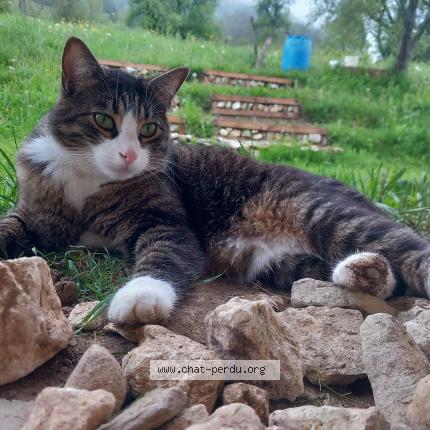 Photo 1/1 Mushu Chat lost in Leschaux