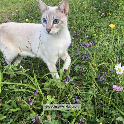 Photo 1/1 Isis Chat lost in Lac beauport