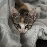 Picture of cat lost at La Chapelle Des Pots