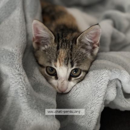 Photo 1/1 Clochette Chat lost in La chapelle des pots