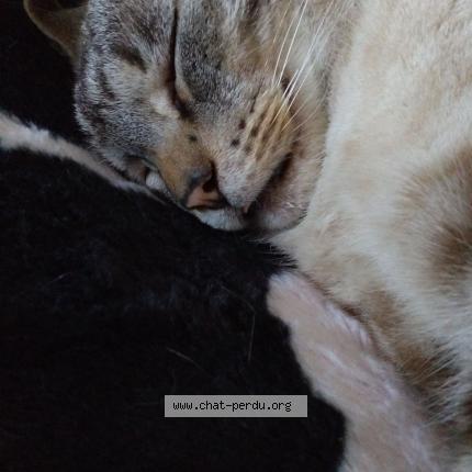 Photo 1/1 Cortex Chat lost in Noiseux