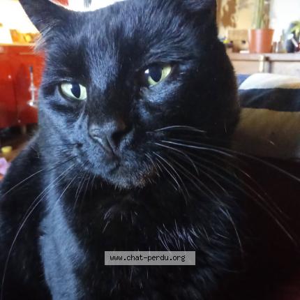 Photo 1/1 Aurélie Arze Chat lost in Les peintures