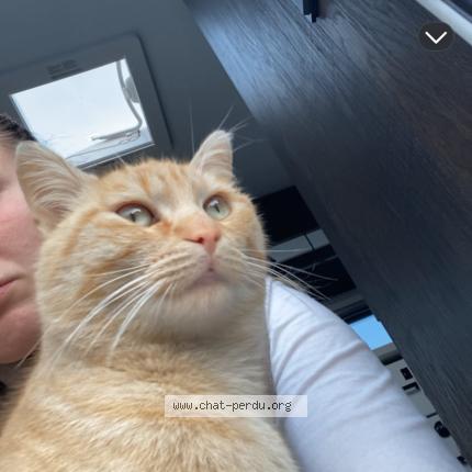 Photo 1/1 Aya Chat lost in Mazingarbe