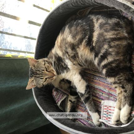 Photo 1/1 T&rsquo;choupi Chat lost in Colomars