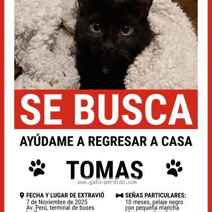 Photo 1/1 Tomás Chat lost in La paz