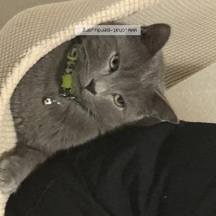 Photo 1/1 Grisou Chat lost in Beziers