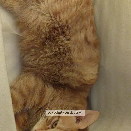 Photo 1/1 Minou Chat lost in Riom