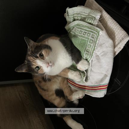 Photo 1/1 Thalia Chat lost in Gagny