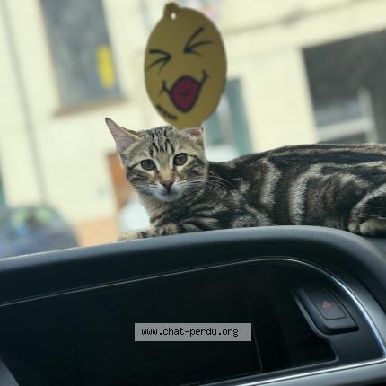 Photo 1/1 Tupac Chat lost in Venissieux