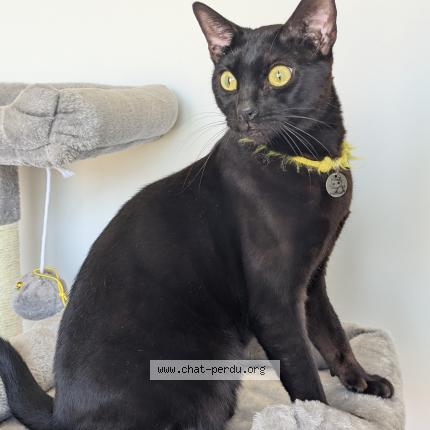 Photo 1/1 Bagheera Chat lost in Amifontaine