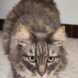 Picture of cat lost at Lillebonne