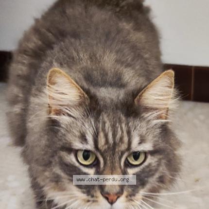 Photo 1/1 Tomy Chat lost in Lillebonne