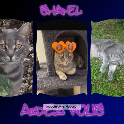 Photo 1/1 Shanel Chat lost in Villeron