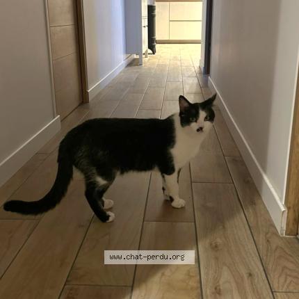 Photo 1/1 Émile Chat lost in Trouville alliquerville