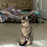 Picture of cat lost at Sarasota