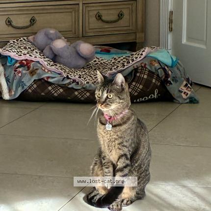 Photo 1/1 Dora Chat lost in Sarasota