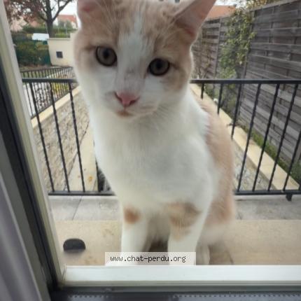 Photo 1/1 Cookie Chat lost in Herblay