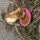 Picture of cat found at Paris