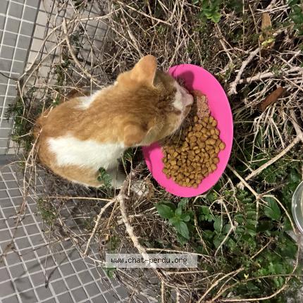 Photo 1/1 Found cat Found in Paris