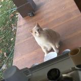 Picture of cat found at Cayuga
