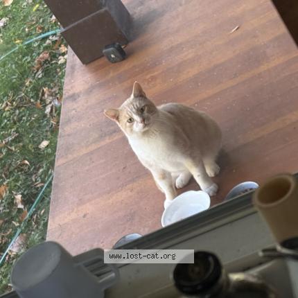 Photo 1/1 Found cat Found in Cayuga