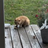 Picture of cat found at Cayuga