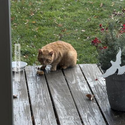 Photo 1/1 Found cat Found in Cayuga